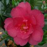 Camellia williamsii hybrid Mirage