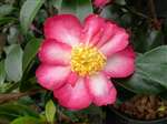 camellia sasanqua Momozono Nishiki