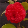 Camellia japonica Mrs Charles Cobb