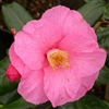 Camellia williamsii hybrid Muskoka