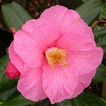 Camellia williamsii hybrid Muskoka