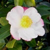 Camellia sasanqua Narumigata