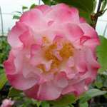 camellia japonica Nuccio's Jewel