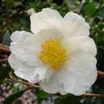 Camellia oleifera