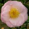 camellia japonica Patricia Ann