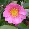 Camellia sasanqua Plantation Pink