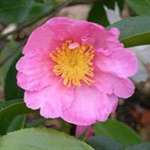 Camellia sasanqua Plantation Pink