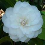 camellia japonica Primavera