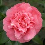 Camellia japonica Princess Margaret