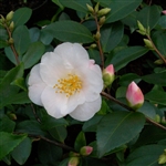Camellia hybrid Quintessence