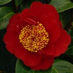 Camellia williamsii hybrid Rendezvous