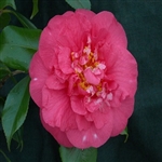 Camellia japonica R.L Wheeler