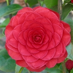 camellia japonica Roger Hall