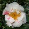 Camellia hybrid Scented Sun