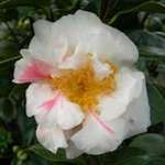 Camellia hybrid Scented Sun