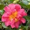 Camellia williamsii hybrid Senorita