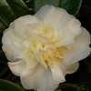 camellia japonica Silver Ruffles