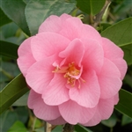 camellia hybrid Spring Festival