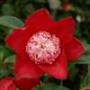camellia japonica Sundae