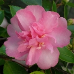 Camellia sasanqua Sunrise Serenade