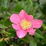 Camellia sasanqua Tanya