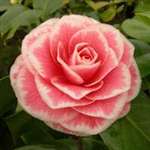 camellia japonica Tom Thumb