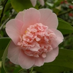 Camellia williamsii hybrid Toni Finlay's Fragrant