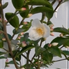 Camellia transnokoensis