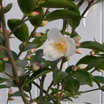 Camellia transnokoensis