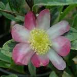 Camellia sasanqua Variegata