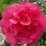 Camellia williamsii hybrid Wilber Foss