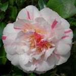 camellia japonica William Honey