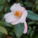 Camellia hybrid Winton