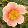 Camellia vernalis Yuletide Pink