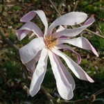 Magnolia Leonard Messel