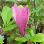 Magnolia Susan