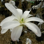 Magnolia stellata