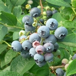 Blueberry 'Bluejay'