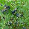 Blueberry 'Brigitta'