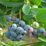 Blueberry 'Darrow'