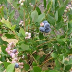 Blueberry 'Liberty'