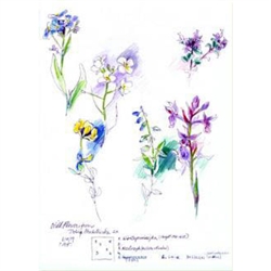 Sketches of wildflowers found in the pastures of Dolina Chocholówska, in the Tatra Mountains of southern Poland.