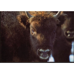 The Bieszczady bison is a timid and elusive animal.  It presents a serious challenge for a photographer.  "Bison-Zubr" captures this magnificent animal in its natural environment with 130 color photos.