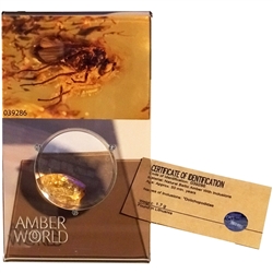 Trapped in amber approximately 50 million years ago this is a fine example of a long legged fly from ages ago. This very fine piece was found in Lithuania, weighs 1.7 grams, measures approx 1" x ..6" and is mounted on an acrylic display with magnifying gl