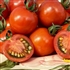 A Grappoli d'Inverno - Organic Heirloom Tomato Seeds