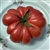1884 - Organic Heirloom Tomato Seeds