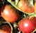 1884 Purple - Organic Heirloom Tomato Seeds
