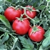 Ace 55 - Organic Heirloom Tomato Seeds