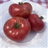 African Queen - Organic Heirloom Tomato Seeds