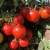 Alaskan Fancy - Organic Heirloom Tomato Seeds